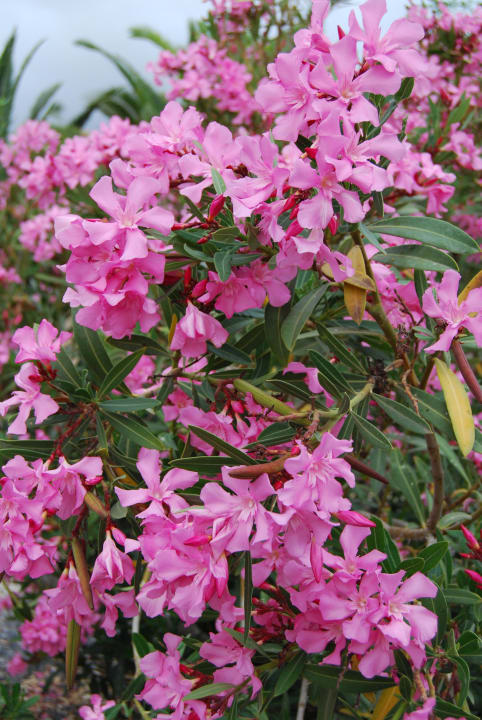 Ogrody Hotel El Duque