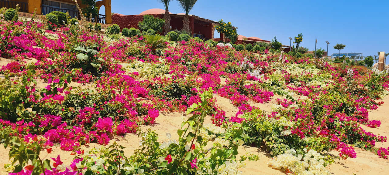 Gartenanlage Pickalbatros Villaggio Resort - Portofino