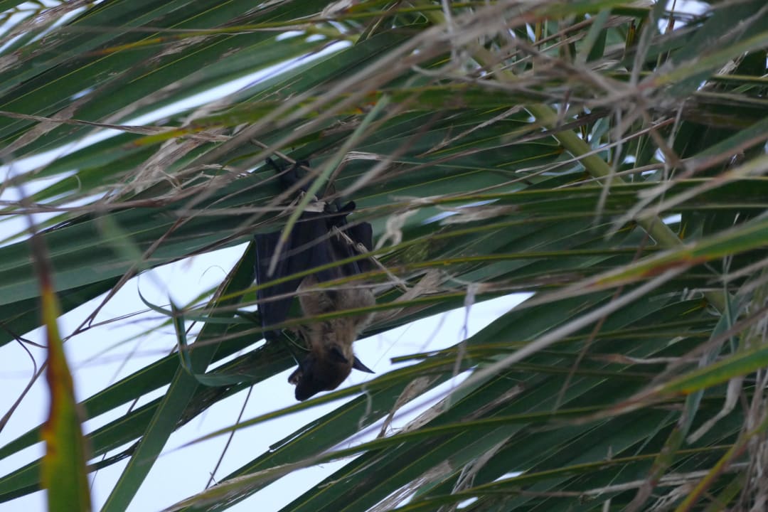 Flughund Kuredu Island Resort & Spa