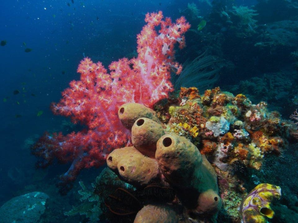 Am Hausriff Alam Batu Beach Bungalow Resort