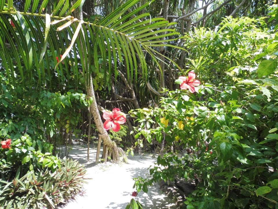 Schöner Garten Angaga Island Resort
