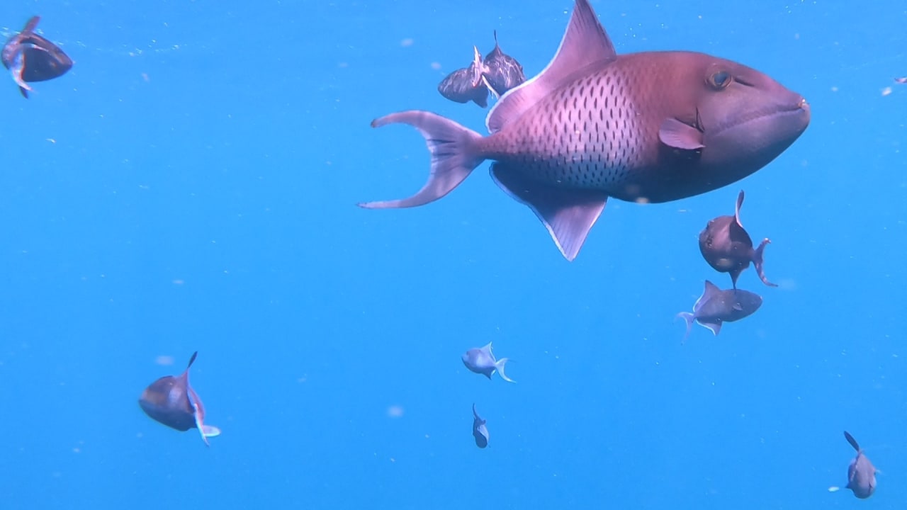 Sport & Freizeit NH Collection Maldives Reethi Resort