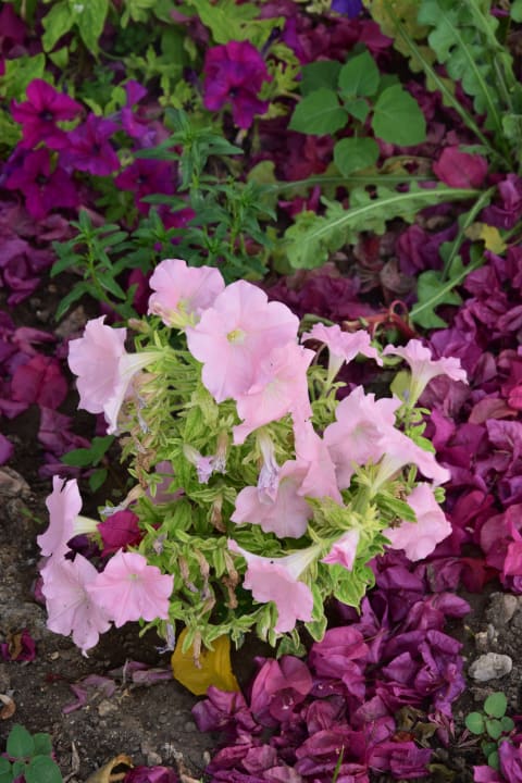 Gartenanlage TUI KIDS CLUB Alex Beach