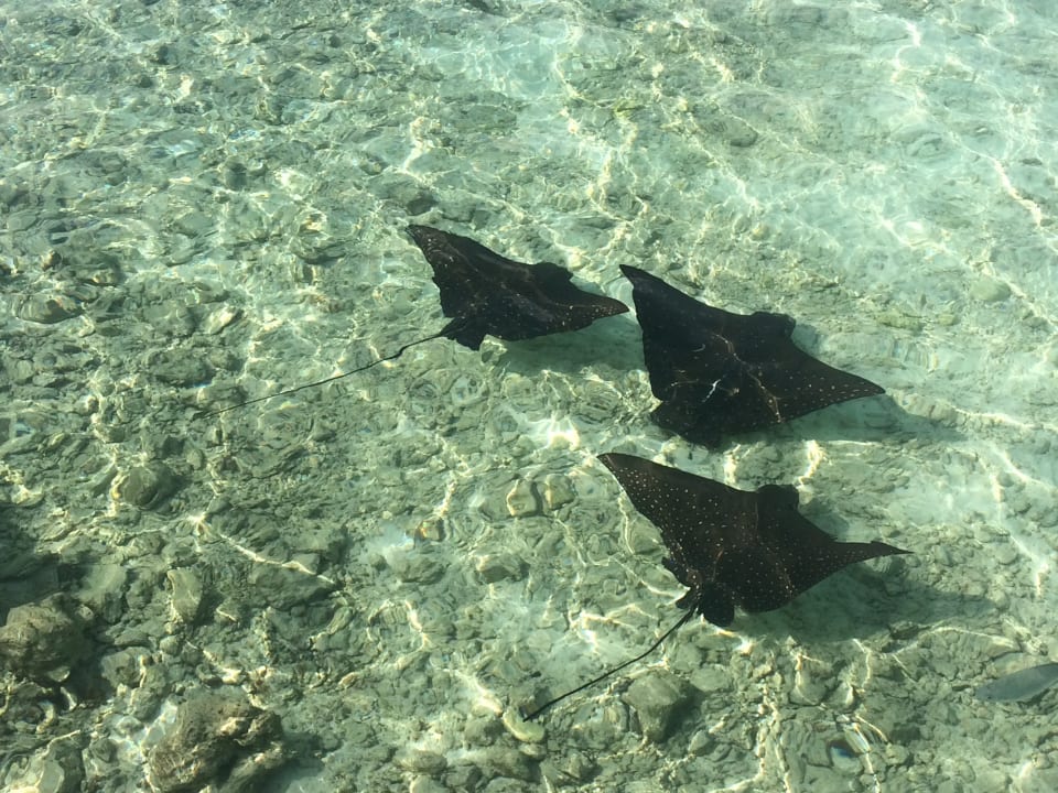Strand Safari Island Maldives