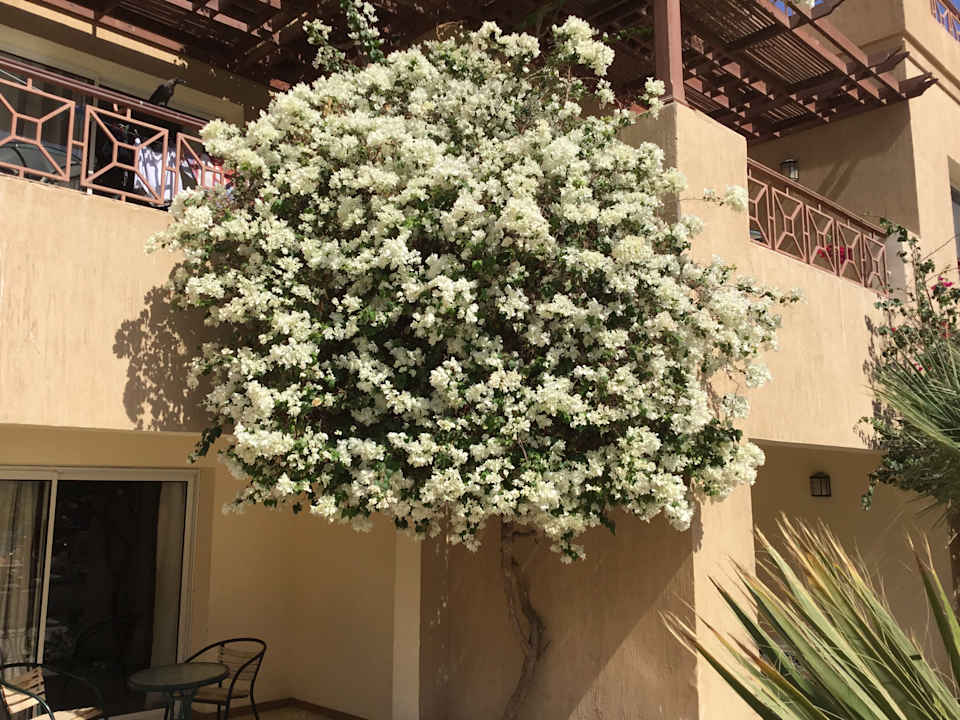 Gartenanlage Imperial Shams Abu Soma