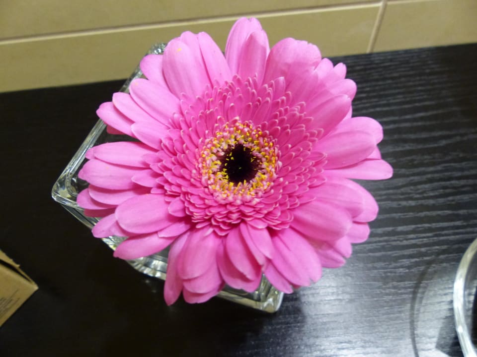 Deko im Bad Grand Hotel Bohemia