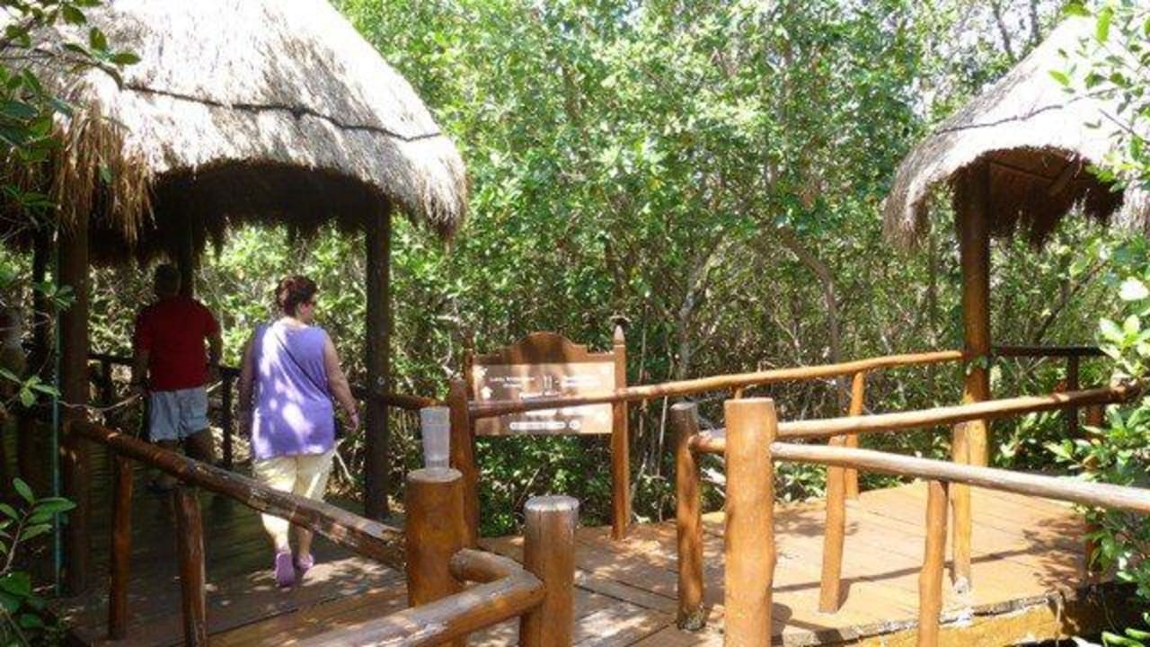 Mangroven innerhlab der Hotelanlage Grand Palladium Select White Sand Resort & Spa