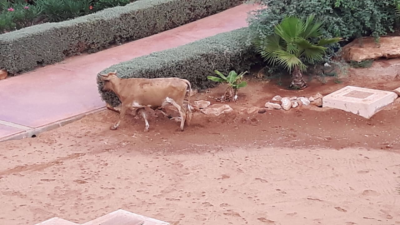 Das Steak ist auch scho da. Hotel Riu Touareg