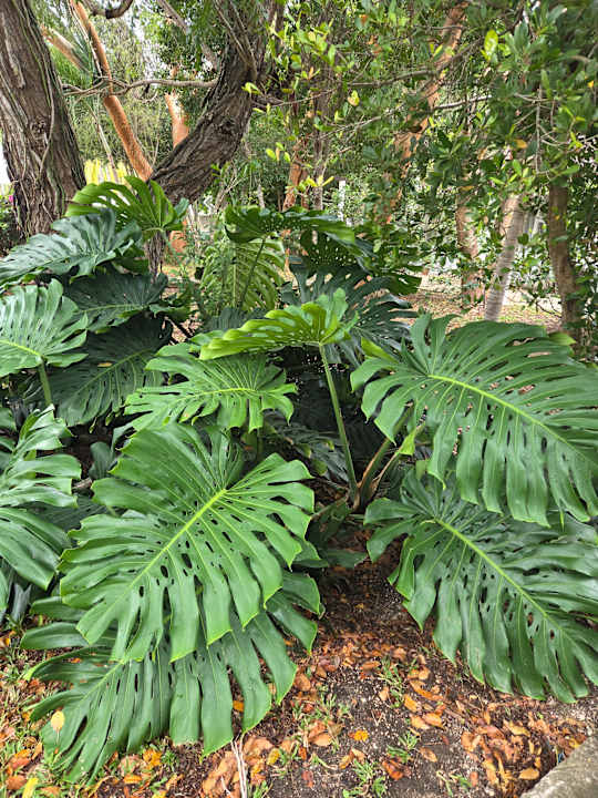 Gartenanlage Paradisus Rio de Oro Resort & Spa - Adults only