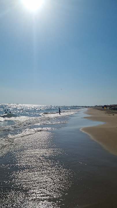 Strand Seashell Vega