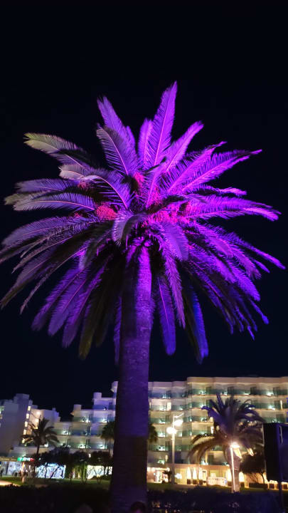 Gartenanlage allsun Hotel Bahia del Este