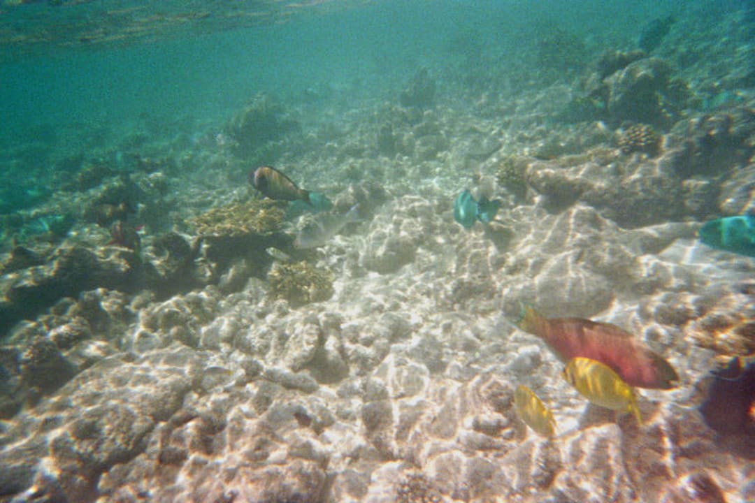 Unterwasserwelt Kuramathi Maldives