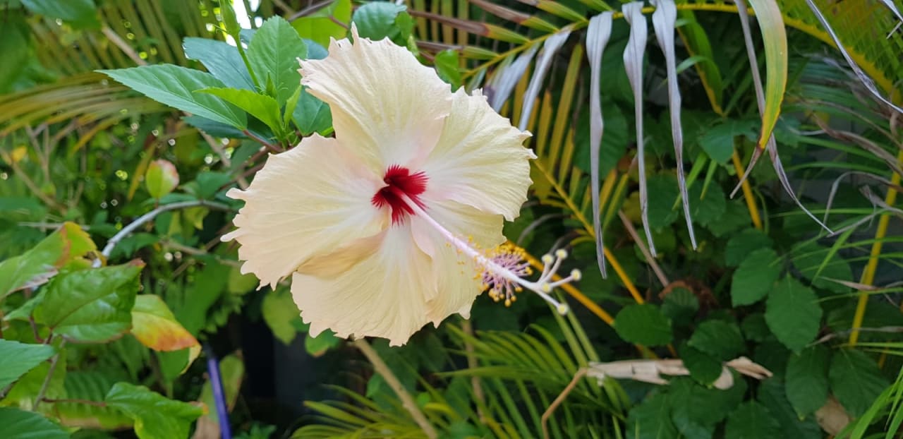 Garten Kuredu Island Resort & Spa