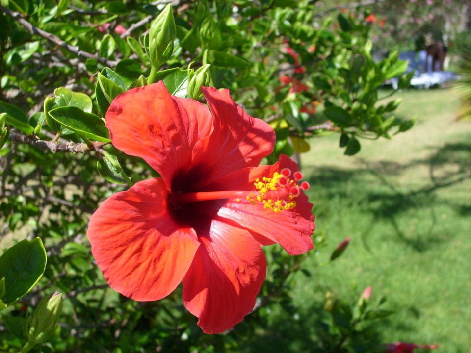Eine Hibiskusblüte Mahdia Beach & Aquapark