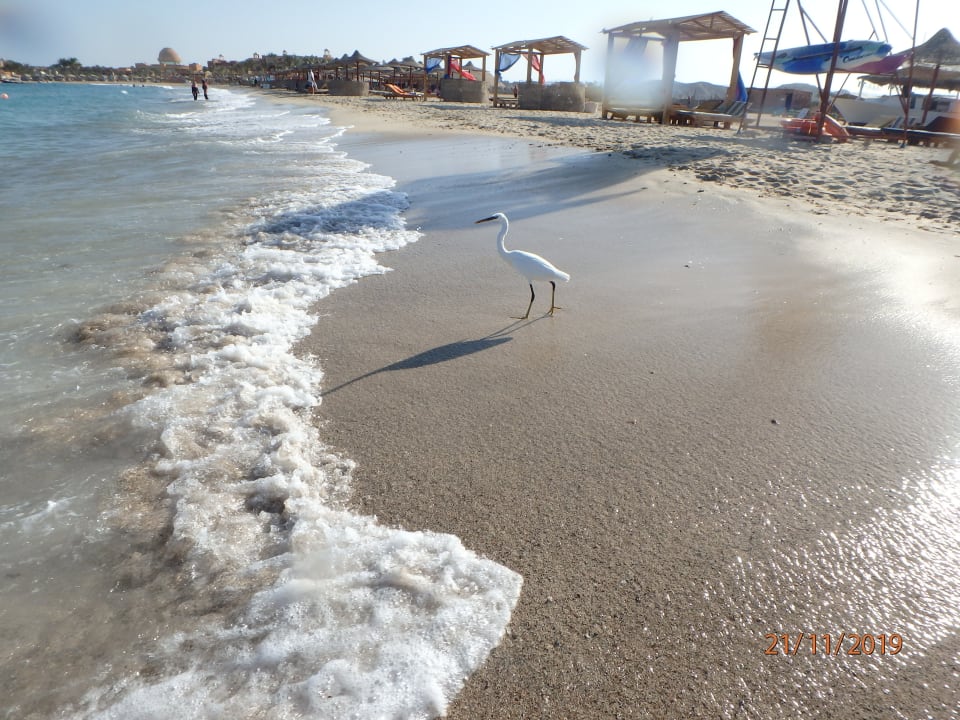 Strand Malikia Resort Abu Dabbab