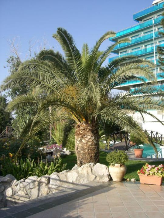 Palme Hotel Calypso Beach