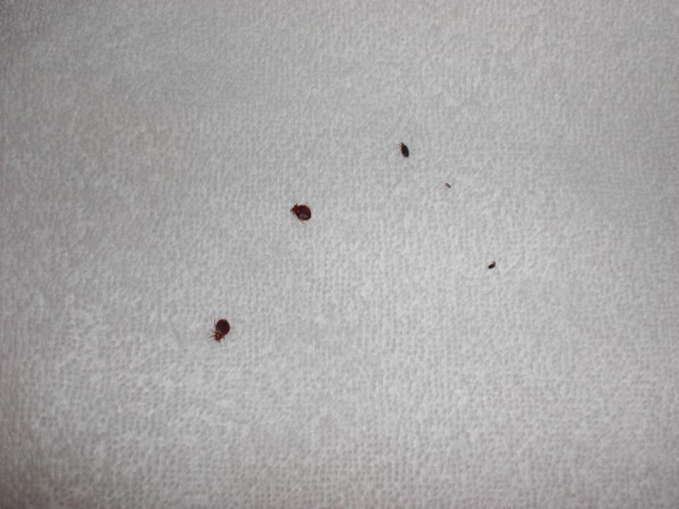 So sehen Bettenwanzen aus !! PortoBay Falésia