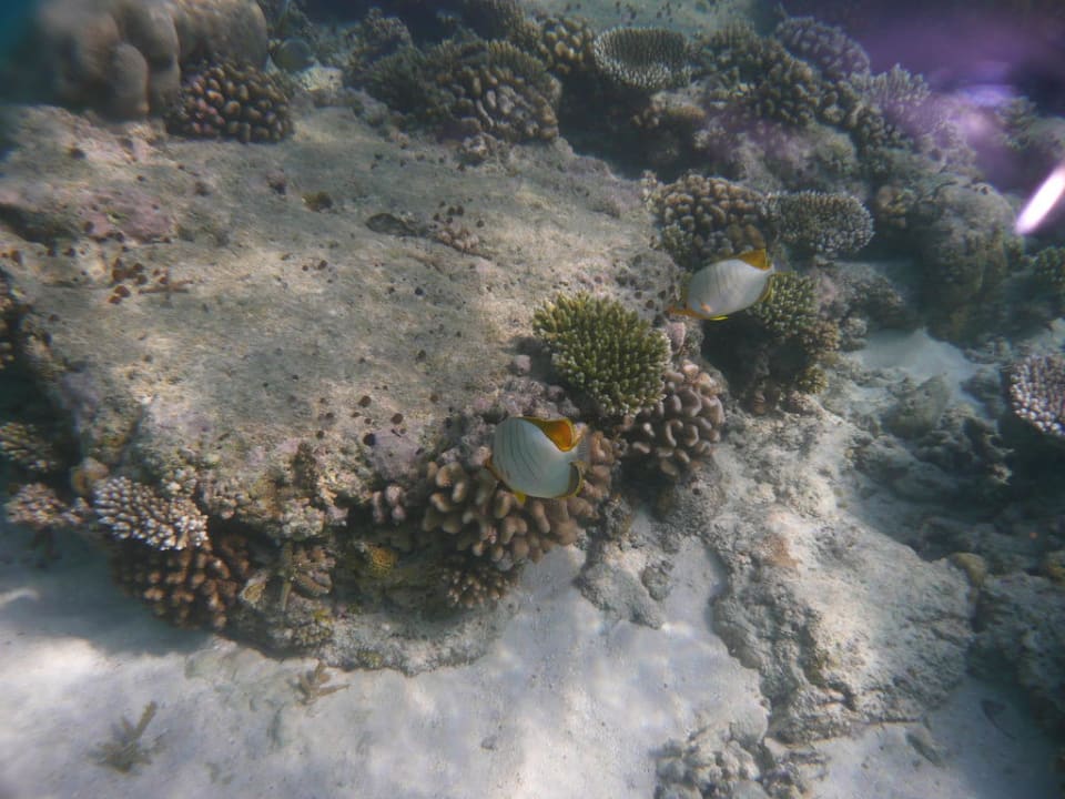 Diskusfische Fihalhohi Maldives