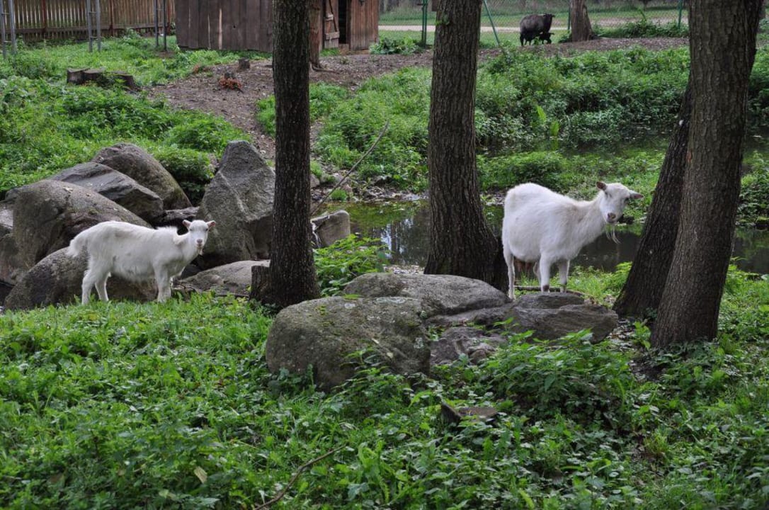 Ostoja żubrów Dworek nad Łąkami Kiermusy