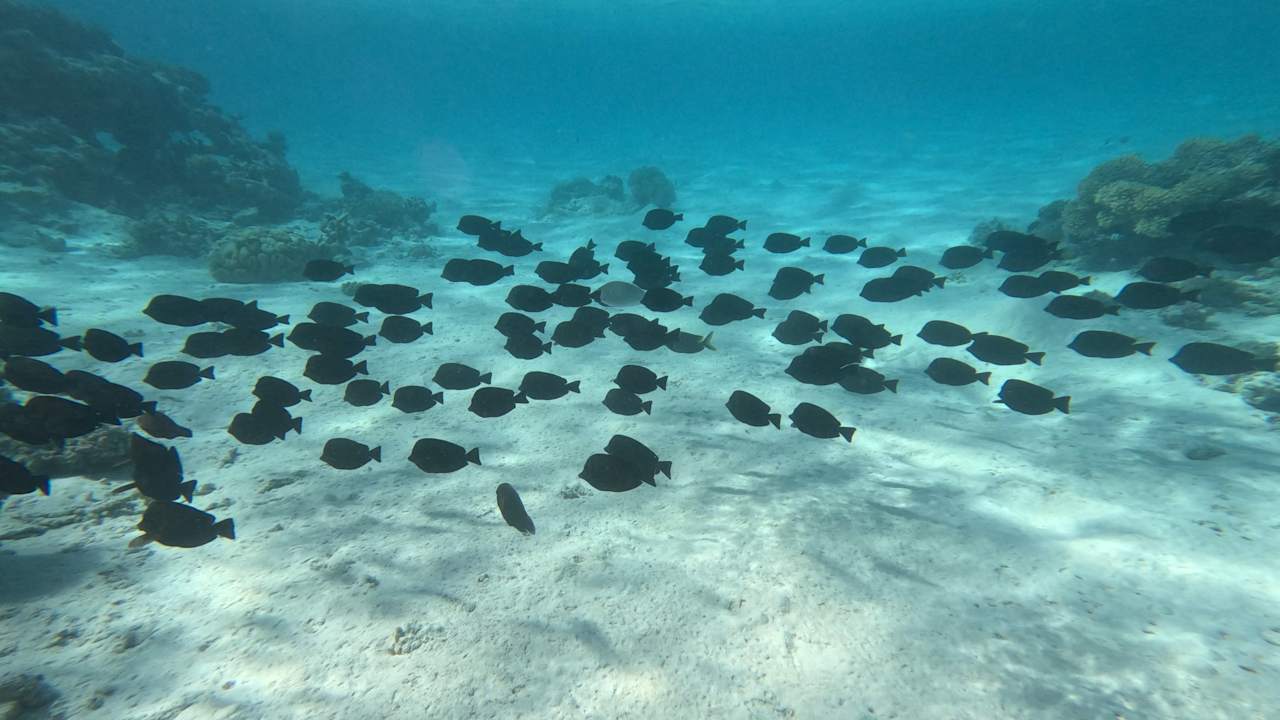 Sonstiges Pickalbatros Dana Beach Resort - Hurghada