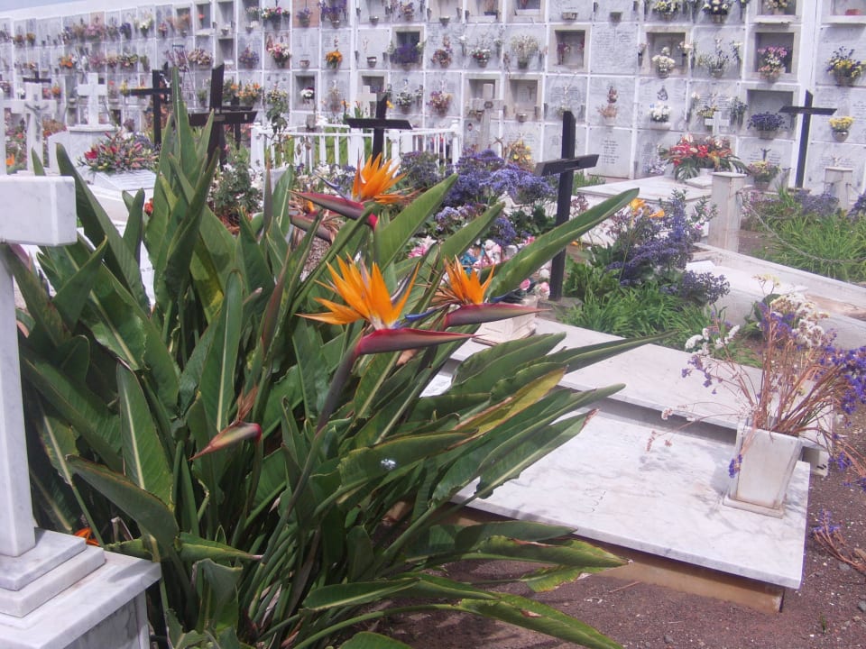 Blumenpracht H10 Tenerife Playa