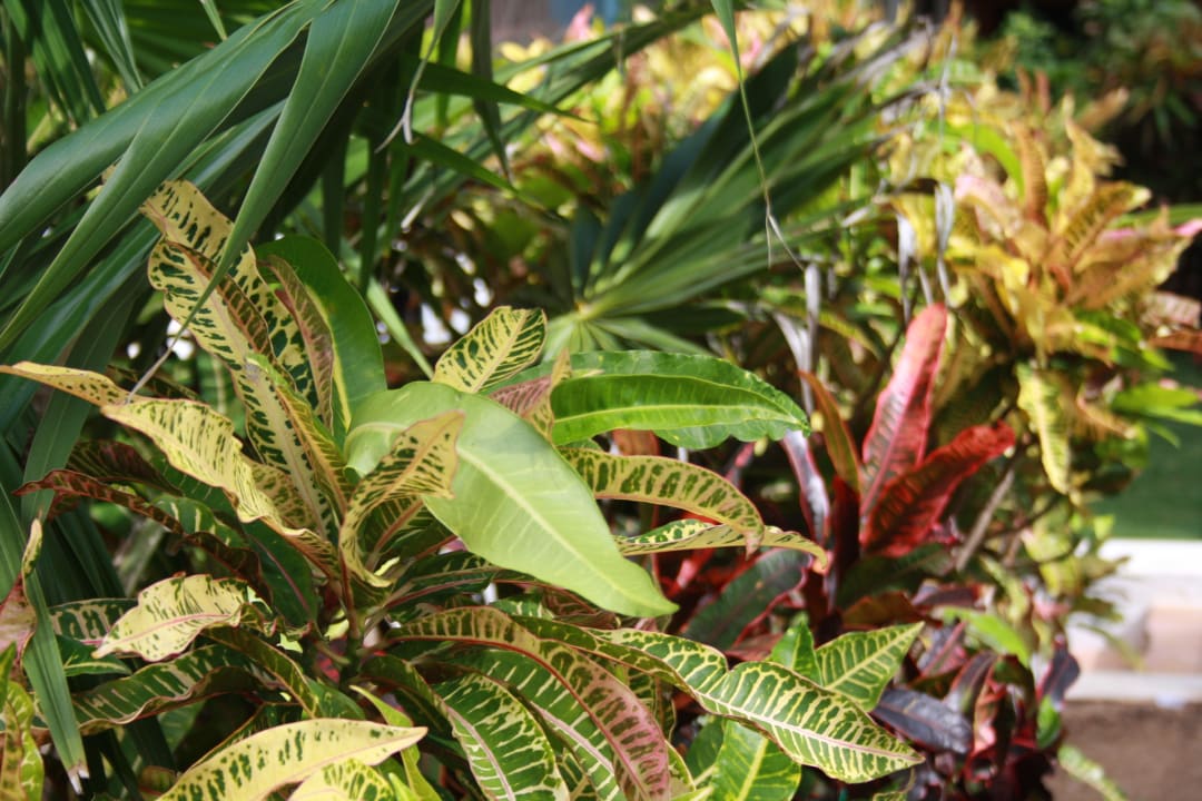 Pflanze Hotel Riu Tequila