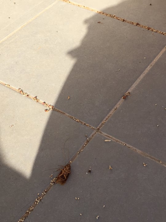 Restaurant Servatur Alameda de Jandía