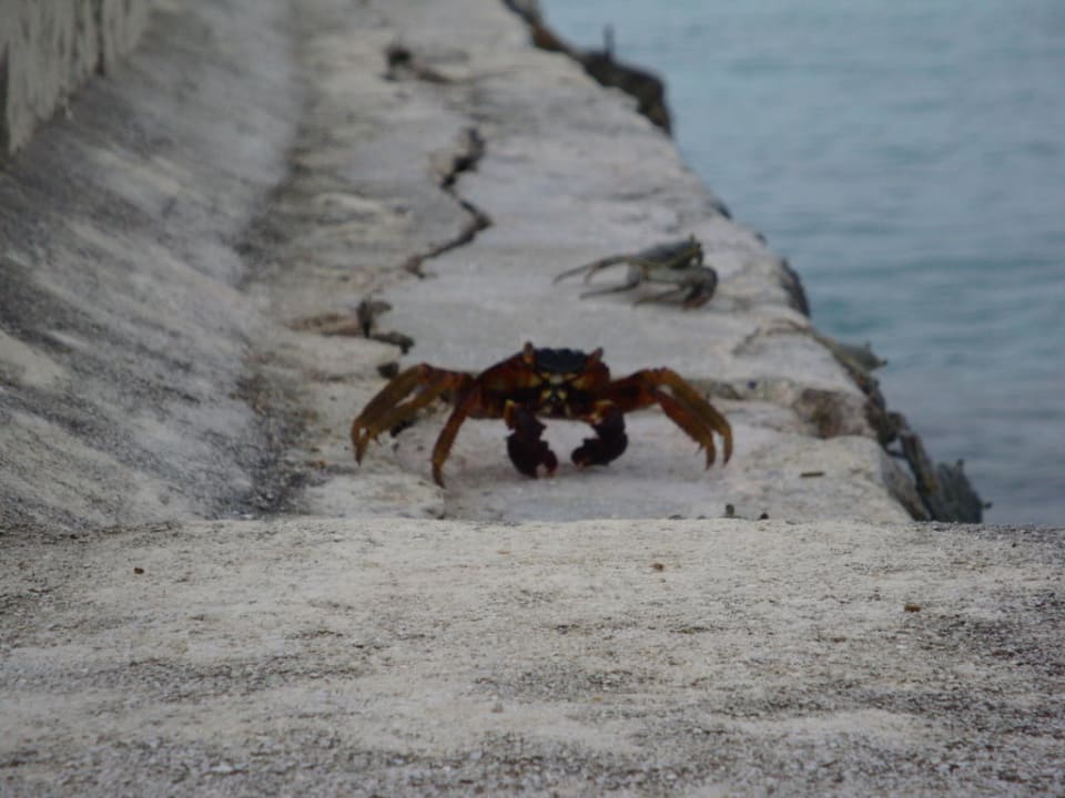Hotel Summer Island Village Summer Island Maldives