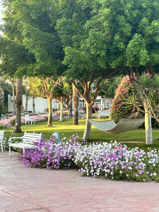 Gartenanlage Desert Rose