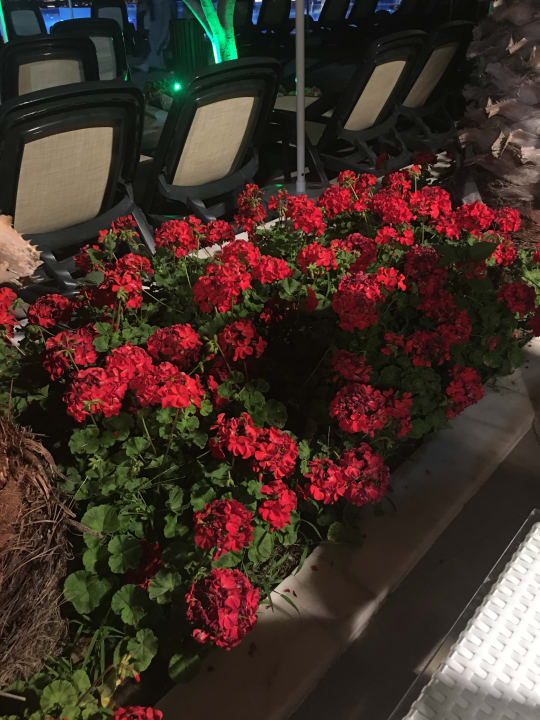 Gartenanlage Alba Queen Hotel