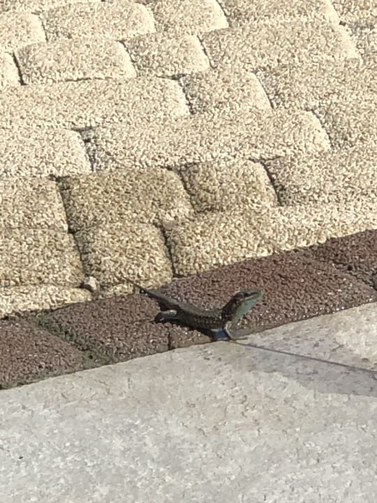 Gartenanlage allsun Numa Club Side