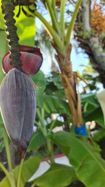 Pool Hotel Delphin Imperial