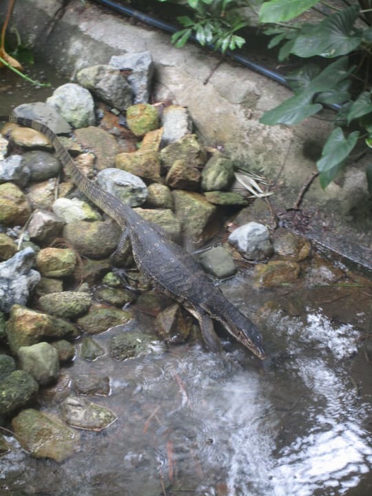 Gartenanlage Khao Lak Merlin Resort