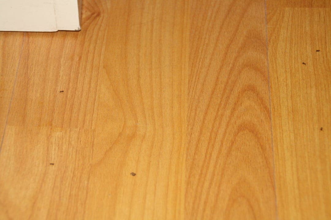 Ameisenplage Hotel Kalithea Mare Palace