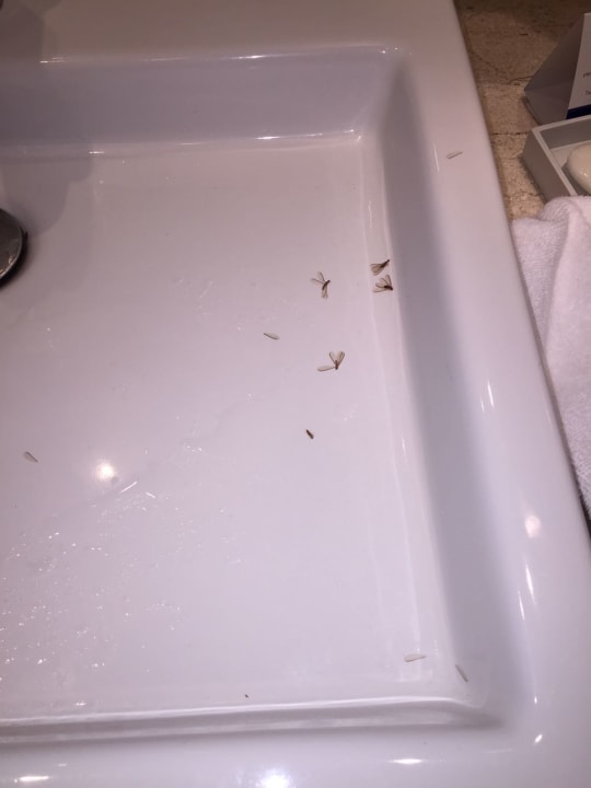 Zimmer Paradisus Punta Cana Resort (Im Umbau/Renovierung)