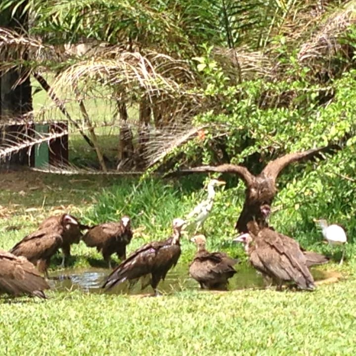 Gartenanlage Hotel Senegambia Beach