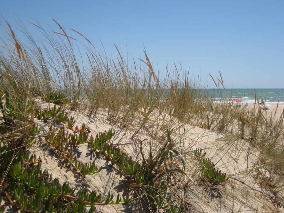 Blickfang auf dem Weg zum Strand Valentin Sancti Petri