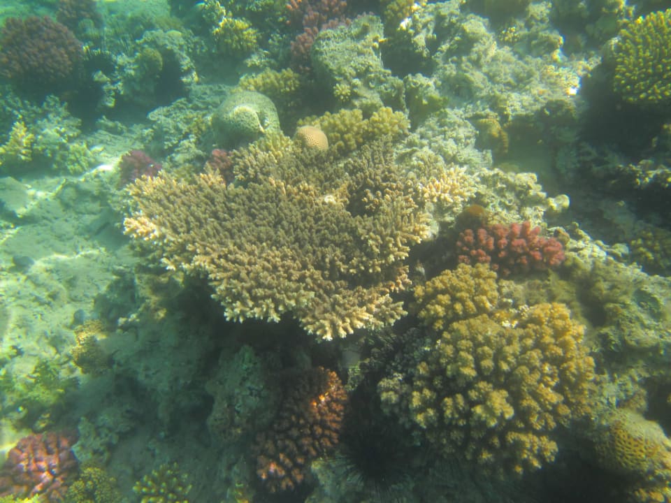 Wie lange noch? Menaville Safaga