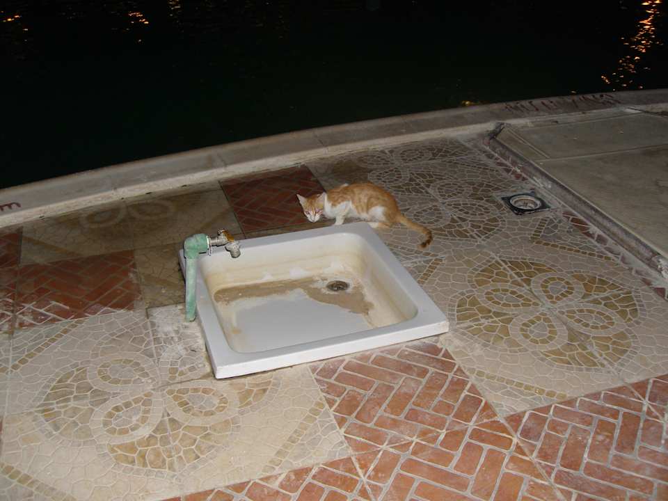 Tiere und Sauberkeit am Pool Riviera Aqua Park Resort