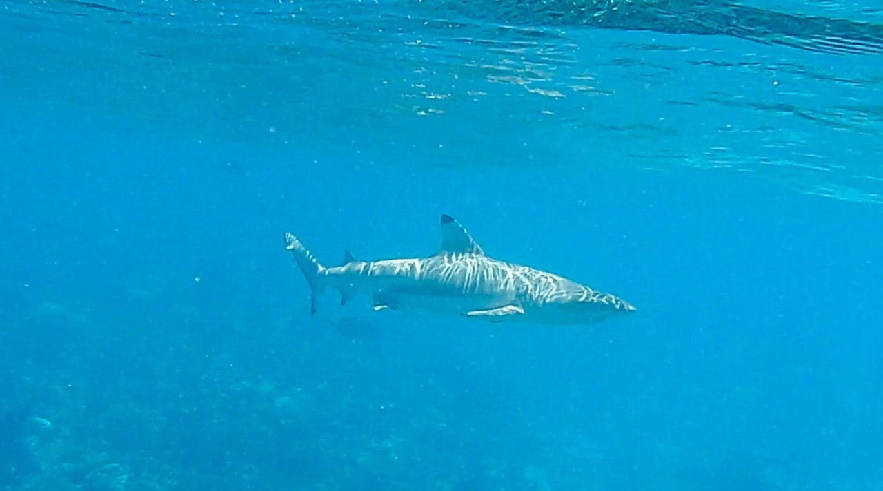 Sport & Freizeit Summer Island Maldives