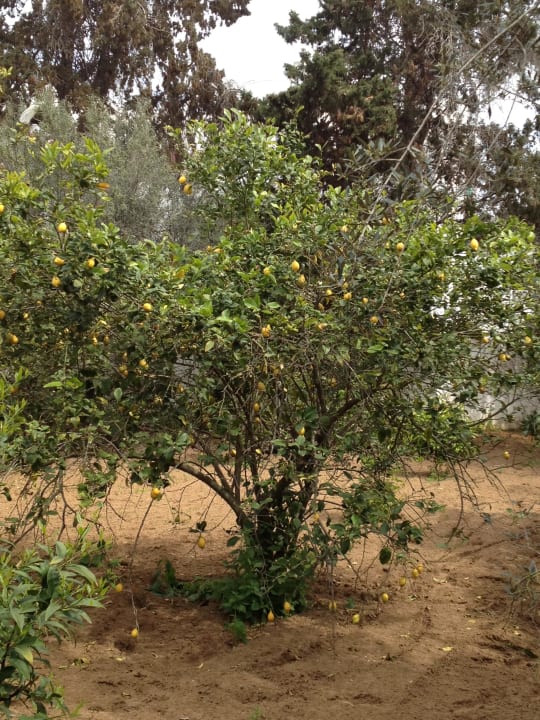 Garten The Orangers Beach Resort and Bungalows