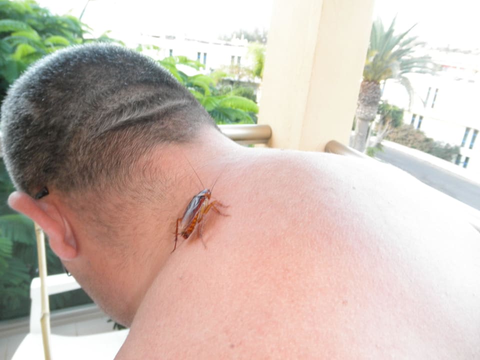 Riesenviech SBH Costa Calma Beach Resort