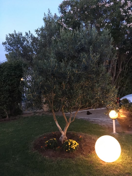 Gartenanlage Acharavi Beach Hotel