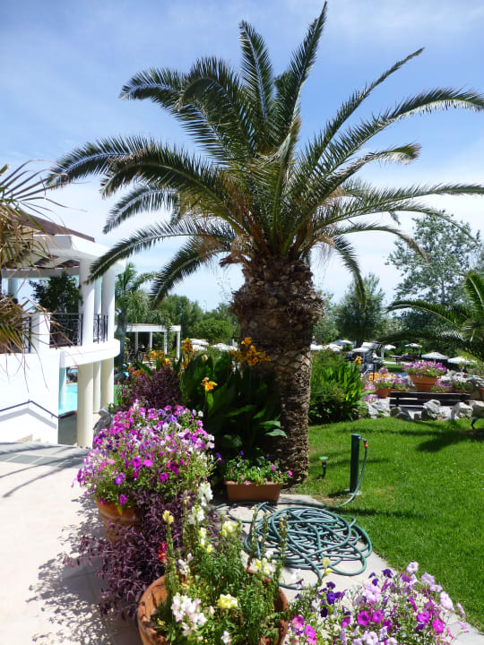 Viel grün und viele bunte Blumen Hotel Calypso Beach