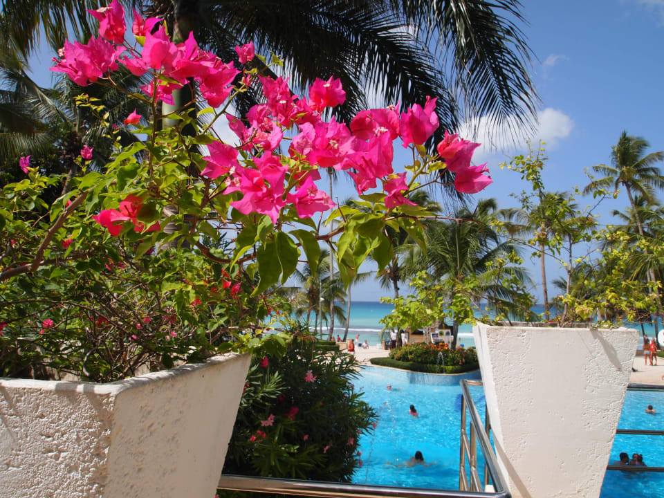 Blumig Hotel Viva Dominicus Beach by Wyndham - All Inclusive Resort