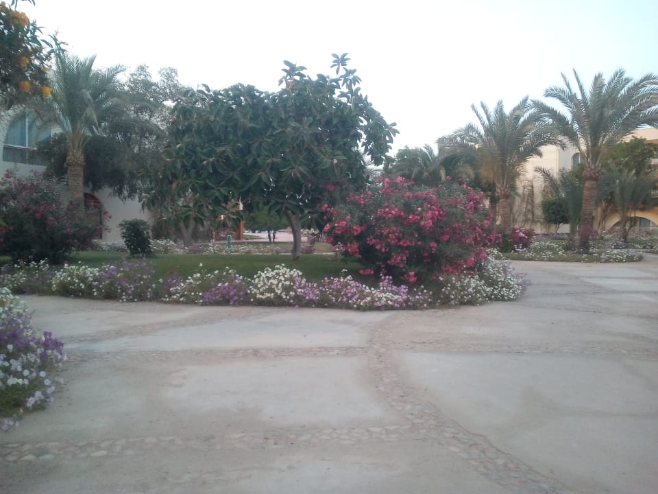 Gartenanlage Desert Rose