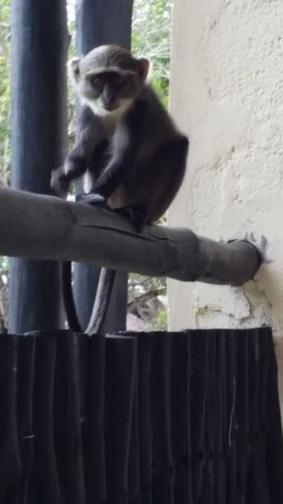 Hotel Baobab Beach Resort Baobab Beach Resort & Spa