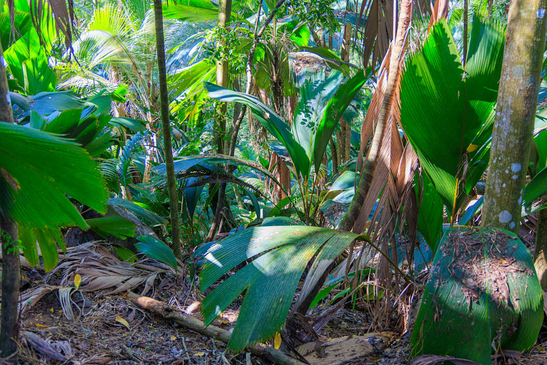 Gartenanlage Constance Ephelia Seychelles