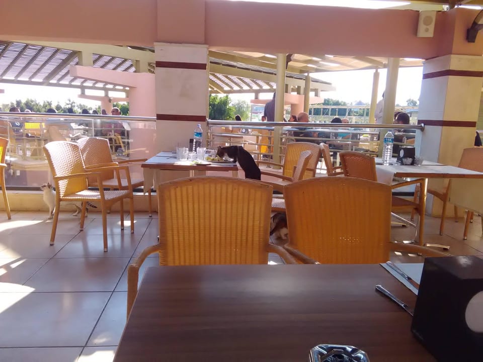 Gast holt Nachschub Limak Limra Hotel & Resort