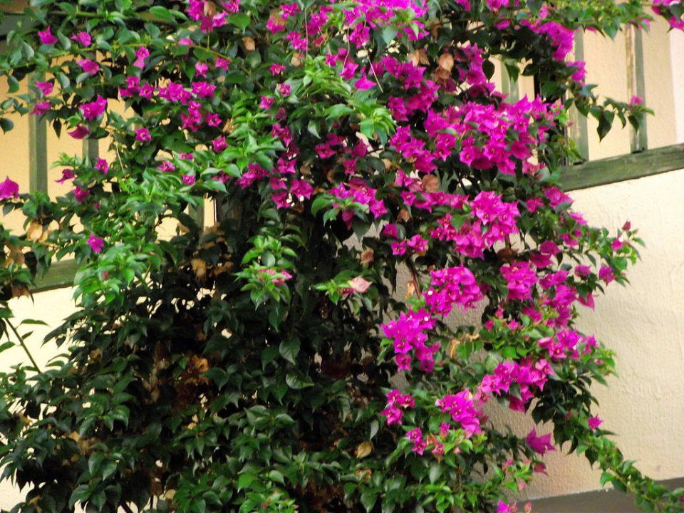 Überall Blüten Oz Hotels Incekum Beach